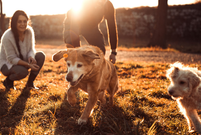 55+ Community and Dog Friendly.